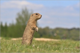 <p>SYSEL OBECNÝ (Spermophilus citellus) /European ground squirrel - Europäischer Ziesel/</p>